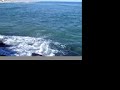 mullett in da surf zone..trapped by jetty mullett in da surf zone..trapped by jetty