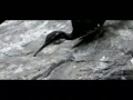 Zonneral with fly