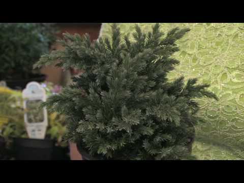 how to fertilize blue rug juniper