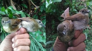 Suara Pikat Burung Srdc Bali Mp3 Gratis Music Video Tv Radio Zone