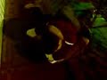 el regreso de rocky vs  el podrio   bk russ  