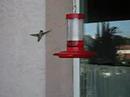 Hummingbird Hummingbird
