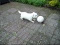 videos de Tiny the dog, superstar soccer player