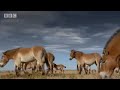 Polar bears and woolly mammoths - Wild New World - BBC Planet Polar bears and woolly mammoths - Wild New World - BBC Planet