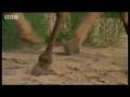Polar bears and woolly mammoths - Wild New World - BBC Planet