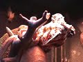 Panther chameleons successfully mating.The whole thing lasted for more then 1h15...Filmed and published by AlexS aka Nuldahtal aka BaRcoDe