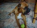 Holly, minha boxer, chamando o Haygon , boxer fala sim!