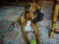 Holly, minha boxer, chamando o Haygon , boxer fala sim!