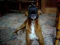 Holly, minha boxer, chamando o Haygon , boxer fala sim!