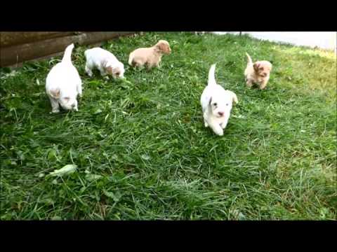 Ginger mini multi gen labradoodle red and white parti