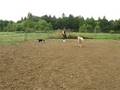 Bonnie's Puppy 'Instinct Test'