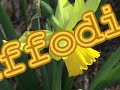 DAFFODILS DAFFODILS