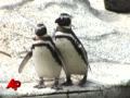 Flying Straight? Same-sex Penguin Couple Splits