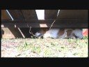 PLANETDOG: Stuntdogs