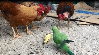 green parrot fighting in Rooster