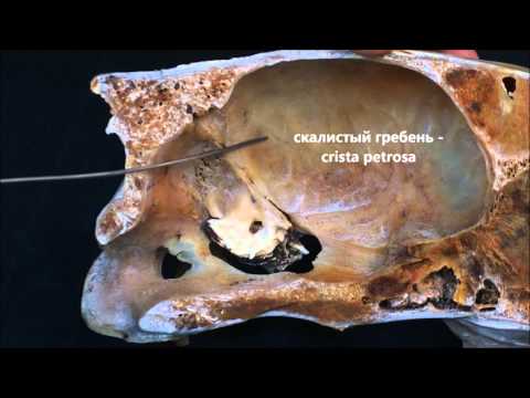 Височная (+каменистая) кость домашних животных