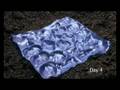As the Worm Turns - Plantic Gets Down to Earth