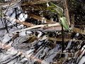 The Beginning of a Frog\ The Beginning of a Frog\
