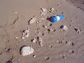 CRÓNICA: http://asturiasverde.blogspot.com/200... l poliestireno expandido o también conocido como corcho blanco es un nuevo problema ambiental en aumento en la costa. En principio se trata de un material que tiene fácil reciclaje, pero el problema es que su mal uso hace que muchos de los embalajes no terminen en el contenedor adecuado, sino flotando en la mar. El poliestireno se puede romper y desmenuzar en una nieve de bolitas blancas, pero resulta muy difícil de recoger, se mueve con facilidad ya sea flotando o por la acción del viento y lo peor es que no es biodegradable, por lo que esta nieve artificial que decora nuestras playas puede permanecer en ellas durante siglos.El problema crece de forma exponencial debido al éxito que tiene este material en la fabricación de cajas para el transporte y distribución del pescado y marisco fresco. Si no se encuentra una solución al problema se tendrá que ir pensando en prohibir el poliestireno expandido para embalajes de pescado.+ MÁS INFORMACIÓN EN: http://www.asturiasverde.com/oceanos