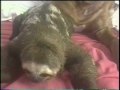Save the 3-toed Sloth.m4v