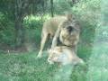 Lions Having Sex