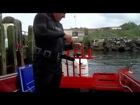 how to harvest bay scallops
