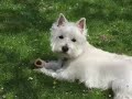 Pearl The Puppy Video #1 Pearl The Puppy Video #1