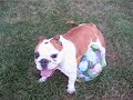 gus having a ball
