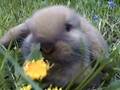 Baby Bunny Eats Dandelion