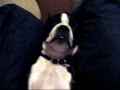bailey sleeps
