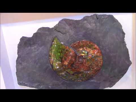 GeoWorld= 2018 Featured Vendor@2018 Tucson Fossil and Mineral Shows A Trailer