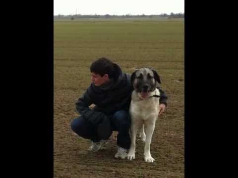 Kangal Power -