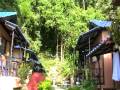 videos de tigerbungalows