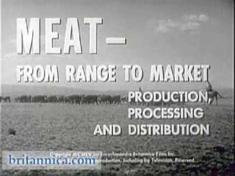 Meat - From Range To Market ...