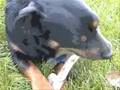videos de Snickers//Whitchdogter