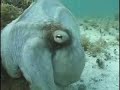 Mimic octopus