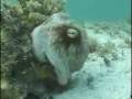Mimic octopus