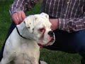 I Boxer di Casa Bartolini I Boxer di Casa Bartolini