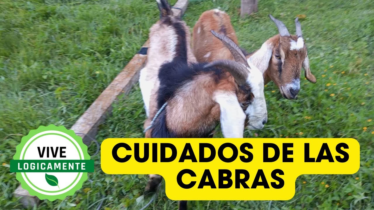 Cabras en Nuestra Granja: Crianza, Cuidados y Vida Rural
