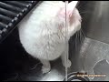 Kitteh Is Thirsty