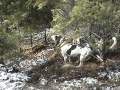 Cougar Hound Hunting Washington BearPaw Outfitters