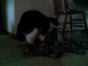 Funny Cat