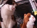 猫のカワイイ行動 - Cat rescued toy.