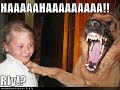 funny animals