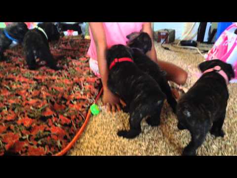 leatherneckcanecorso puppies