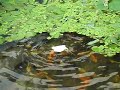 蓮花池_正在進食ㄉ小魚_一品元水產 (4).AVI