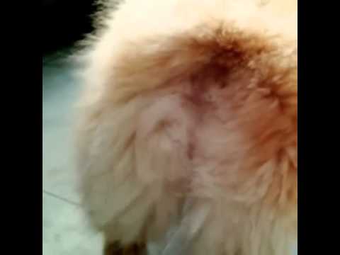This dog is barking from THE WRONG END!!!!