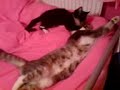 My Cats kissin (: