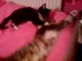 My Cats kissin (: