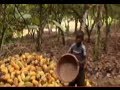 The Dark Side of Chocolate - Child Slavery